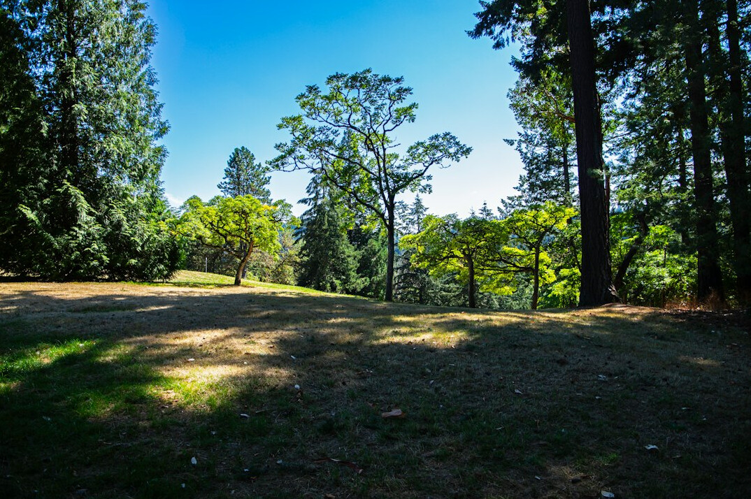 green trees in city park